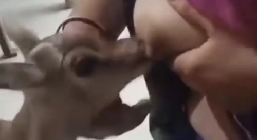 Breastfeeding an orphan fawn