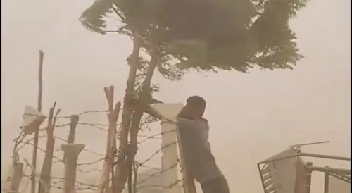 Saving the lone tree during a desert storm