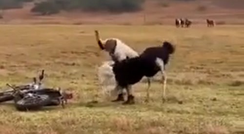 Ostrich throws down with dude