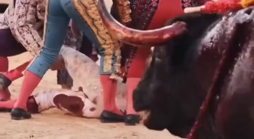 Bloodied Bull Gets Revenge