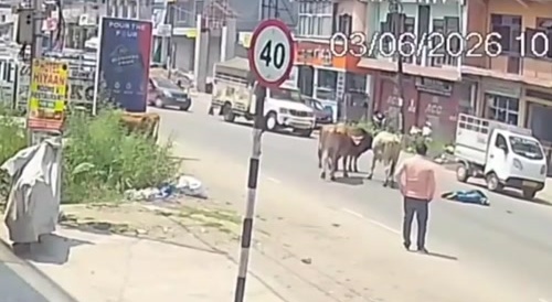 Fuckin' Bulls