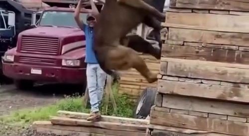 Man&rsquo;s Best Fiend