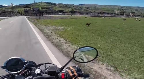 Sheep Karma