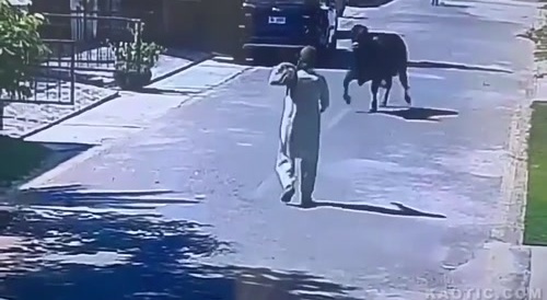Dude attempts capture of loose bull