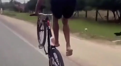 Bike Wheelie Fail with Bird Encounter