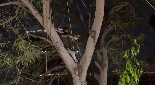 Revenge of the Tree