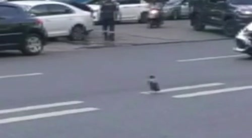 The baby crow could not be saved.