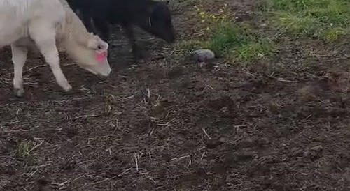 Venus The Cow Meets Turtle