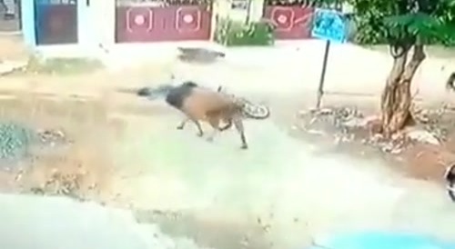 Bull Violently Takes Out Biker