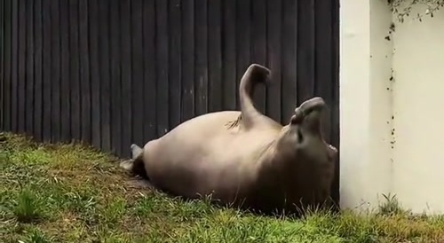 Neil The Seal Just Living His Life