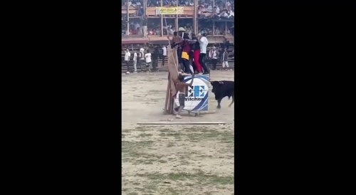 Bull Dozed