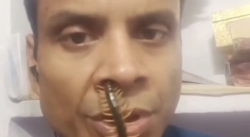 Hindu Caterpillar