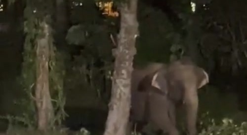 Elephant Is Sick Of Humans, And I Can't Blame Them