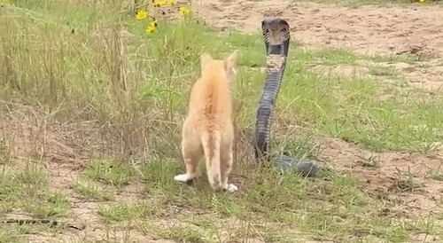 Cat v Cobra