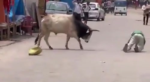 Bull Gives Guy Love Taps