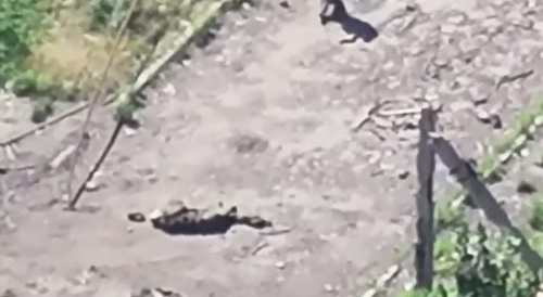 Magyar Birds, July 11