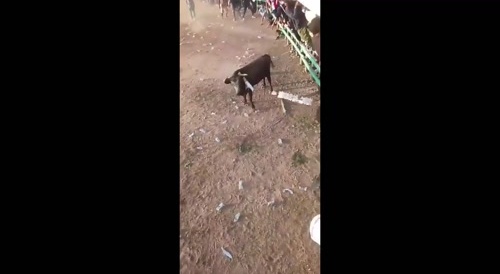 I Love Bulls