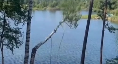 Trees Are Back At It!