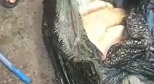 Bagged, Not Yet Tagged