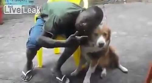 Self defense dog
