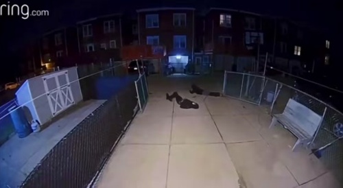 Car Thief Gets Shot - Cries for Mommy