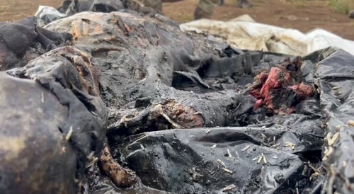 Close-up of  rotten flesh