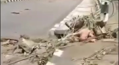 Flood Kills 12, 384 Missing