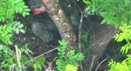 Russians are committing suicide on the battlefield.