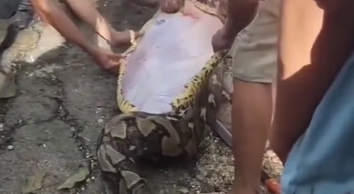 Python Had A Big Meal