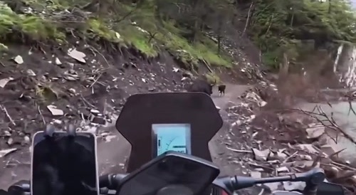 witless motorcyclist gets owned by a yak