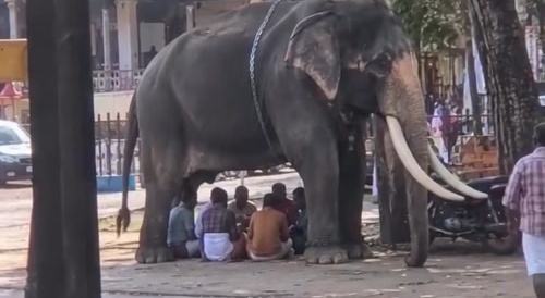 Let us play cards under the shade of the elephant.