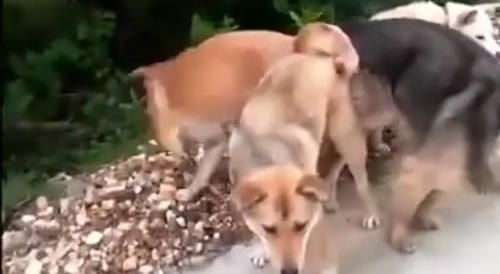 4dogs make love!!?