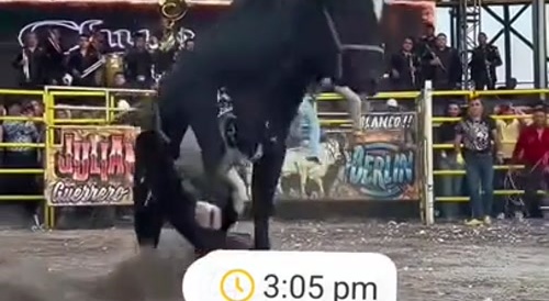 Bull Thumping