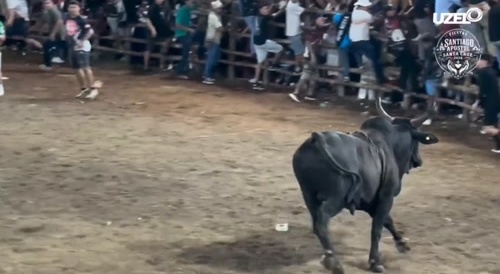 Many Fucktards vs Bull