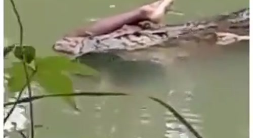 Thief Eaten By Alligator