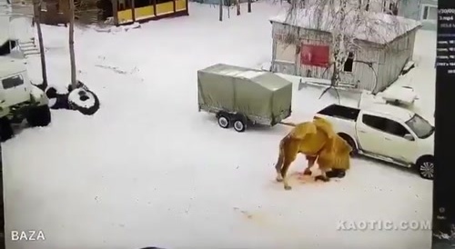 Camel Kills Abuser.
