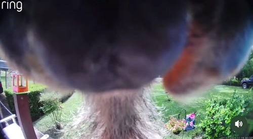 Deez Nutz