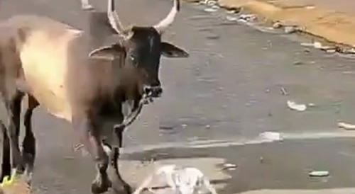 This Bull Ain't Fuckin' Around