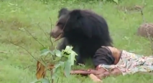 Black Bear attacks and devours a couple