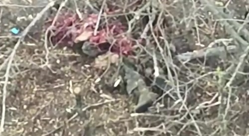 Army of Ukraine,