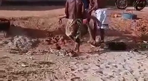 Surfer Shark Attack