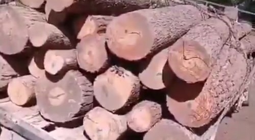Crushed by logs