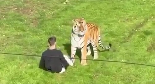 Angry Tiger Mauls Man to Death