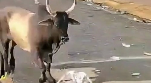 Go Bull, Go!