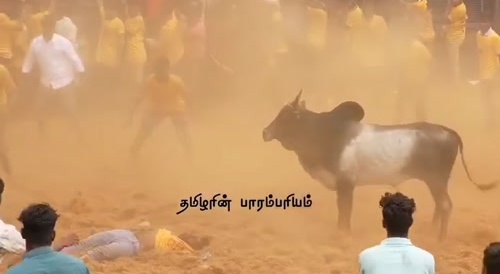 It's Bull Time