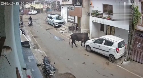 Another Bull Hating Indians